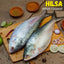 Hilsa(Ilish) Fish Whole Cleaned, Round cut with Head Nt. Wt. 450-500 g